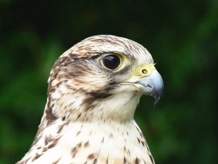 6695saker_falcon