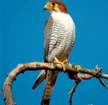 ARKive image GES062443 - Red-necked falcon