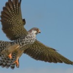 Amur-Falcon-Mark-Drysdale