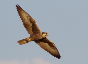 Laggar-Falcon-Flight
