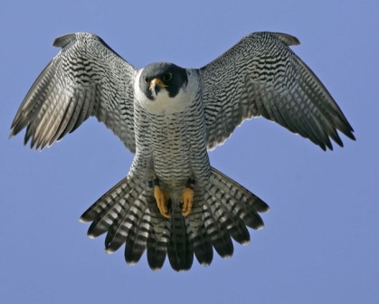 Peregrine Falcon Flight From Walt Whitman Bridge Camden & Philadelphia