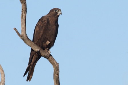 black-falcon