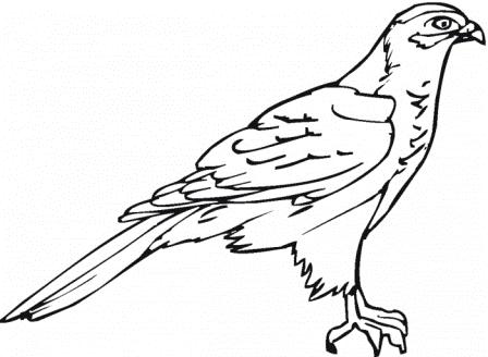  Dibujos de halcones » HALCONPEDIA
