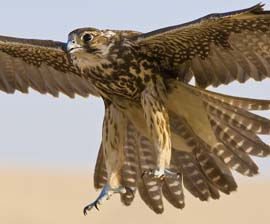 peregrine-falcon-in-flight