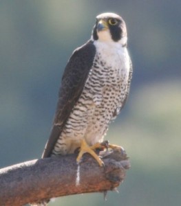 peregrine-falcon-madagascar