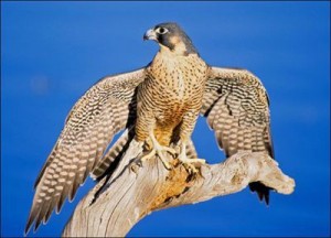 eleonoras_falcon2