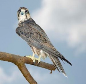 saker_falcon